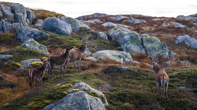 Beautiful shot of deers in the mountain